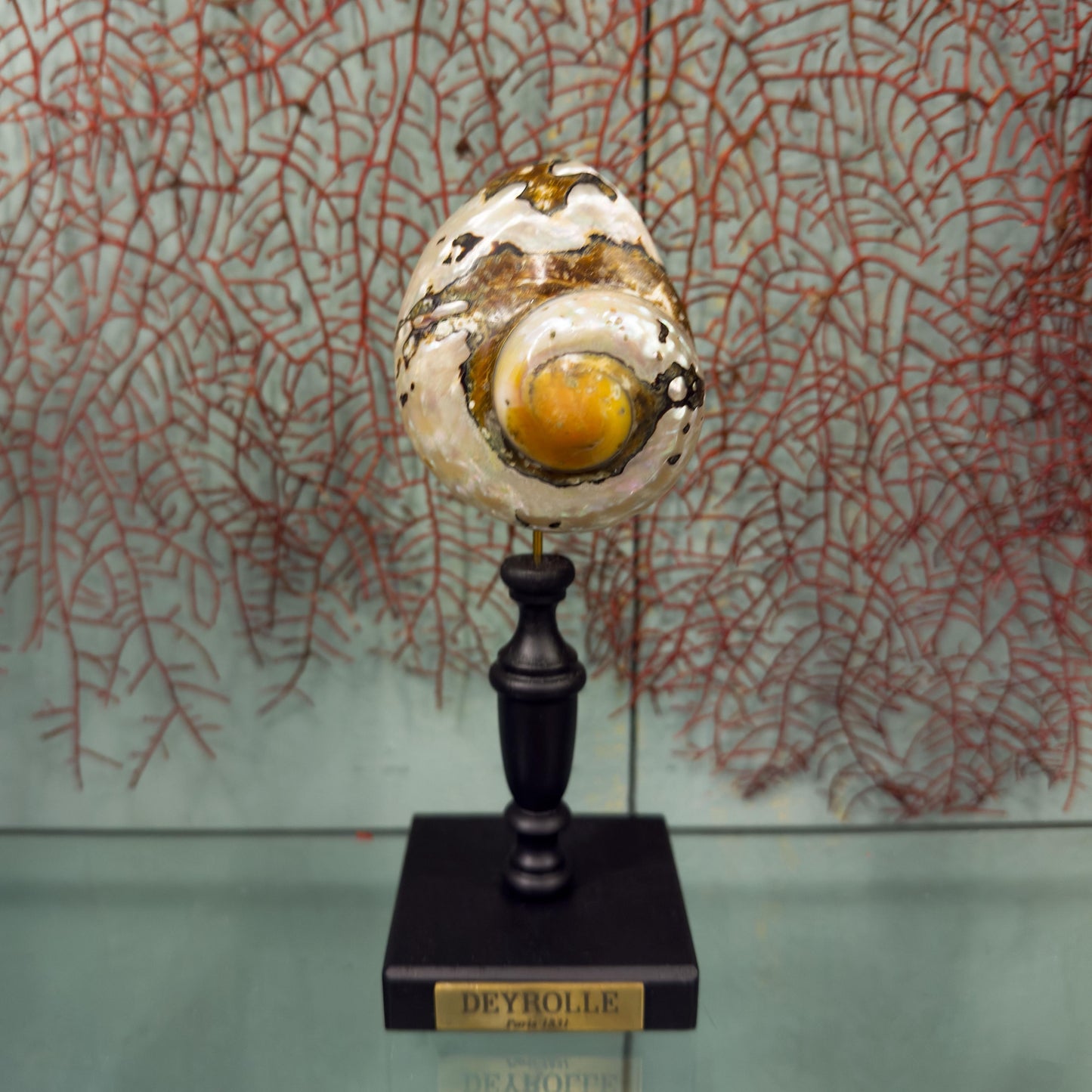 Turbo sarmaticus sur socle