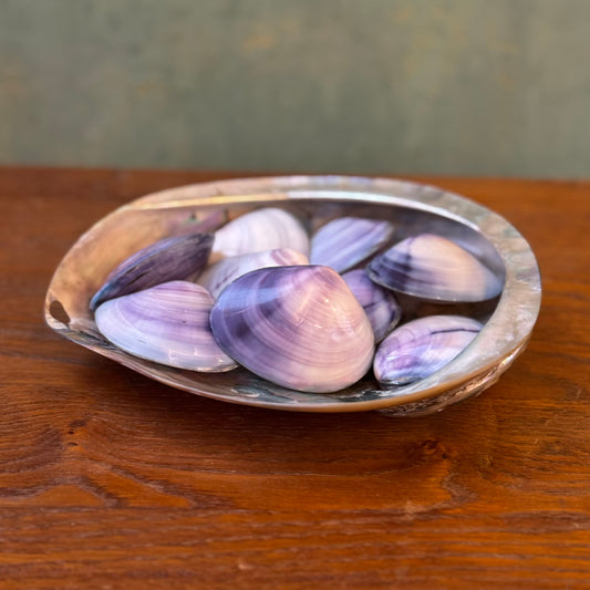 Bivalve violet