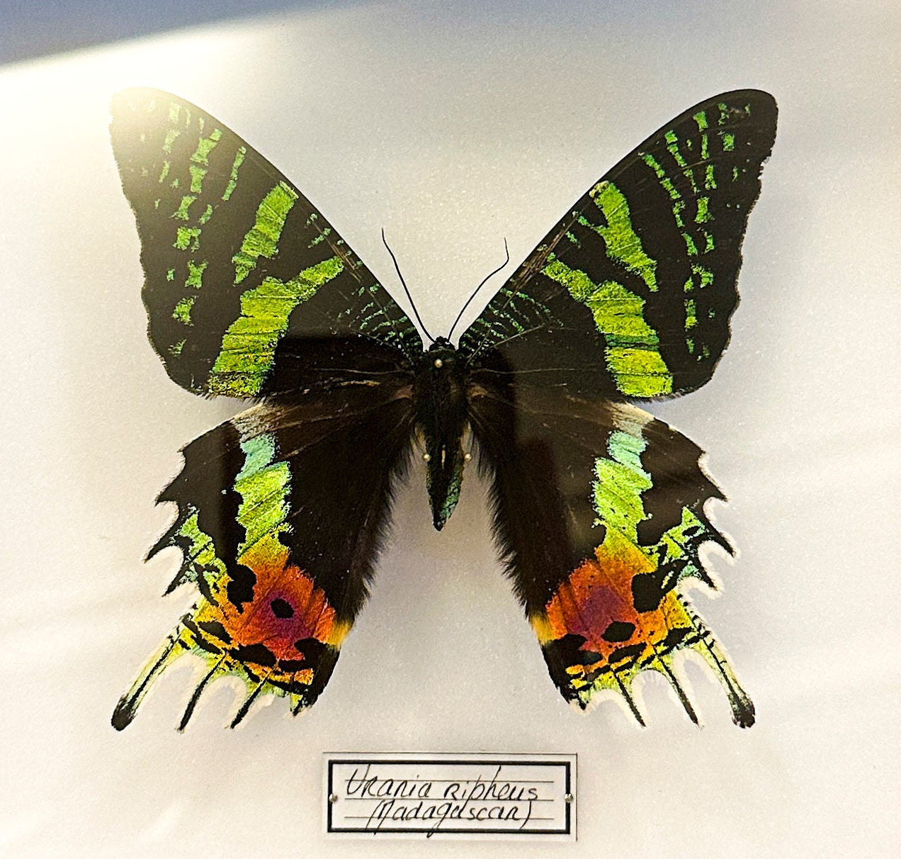 Urania ripheus