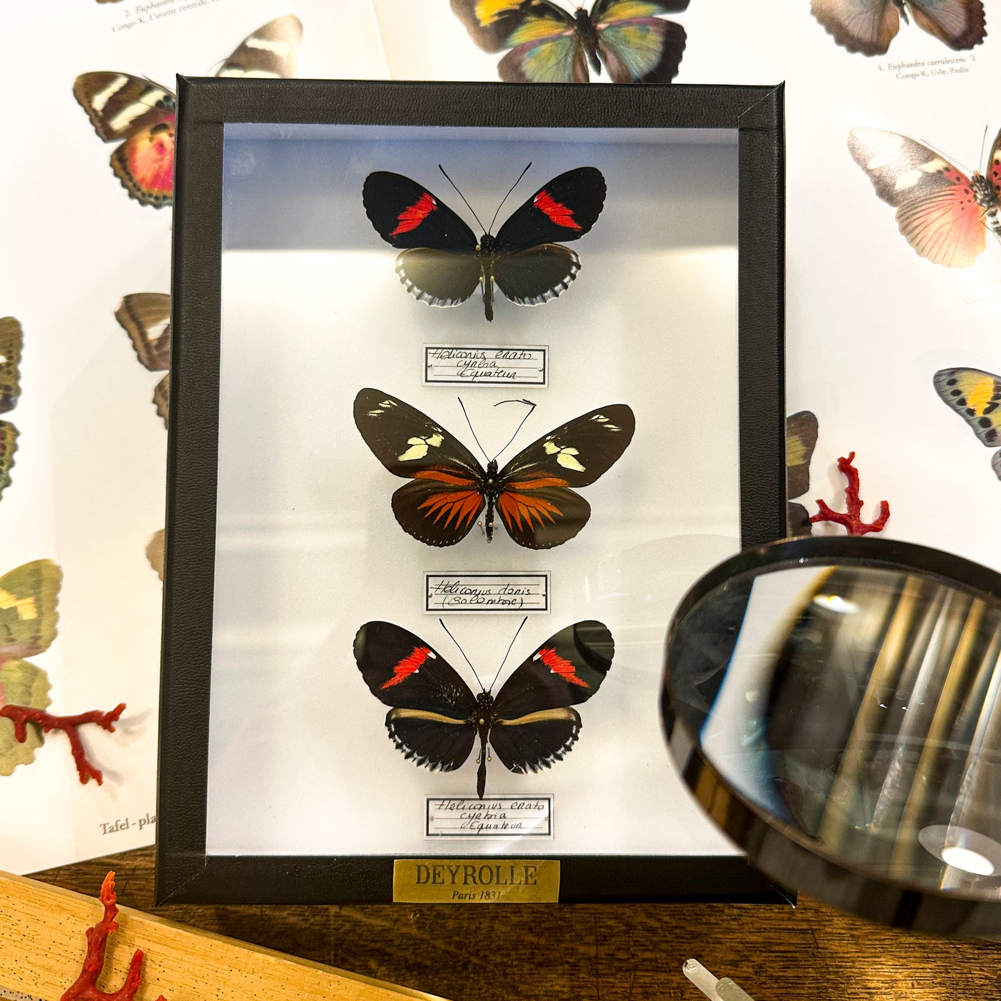 *Heliconius erato*, *Heliconius doris*