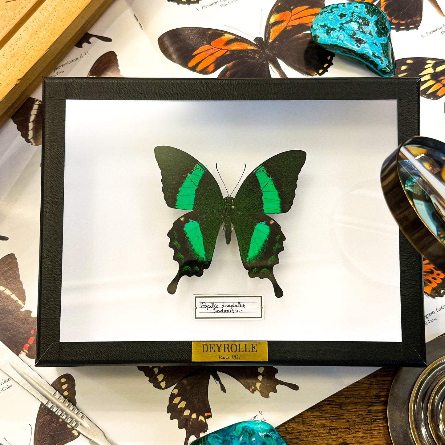 Papilio daedalus