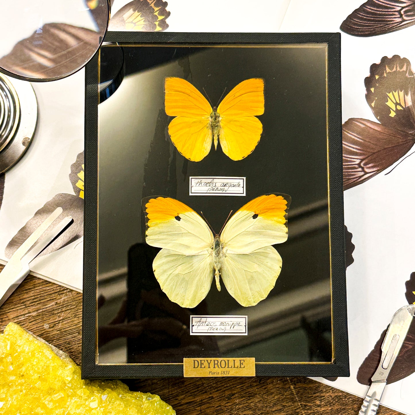 Phoebis argante et Anteos menippe