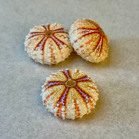 Oursin des profondeurs