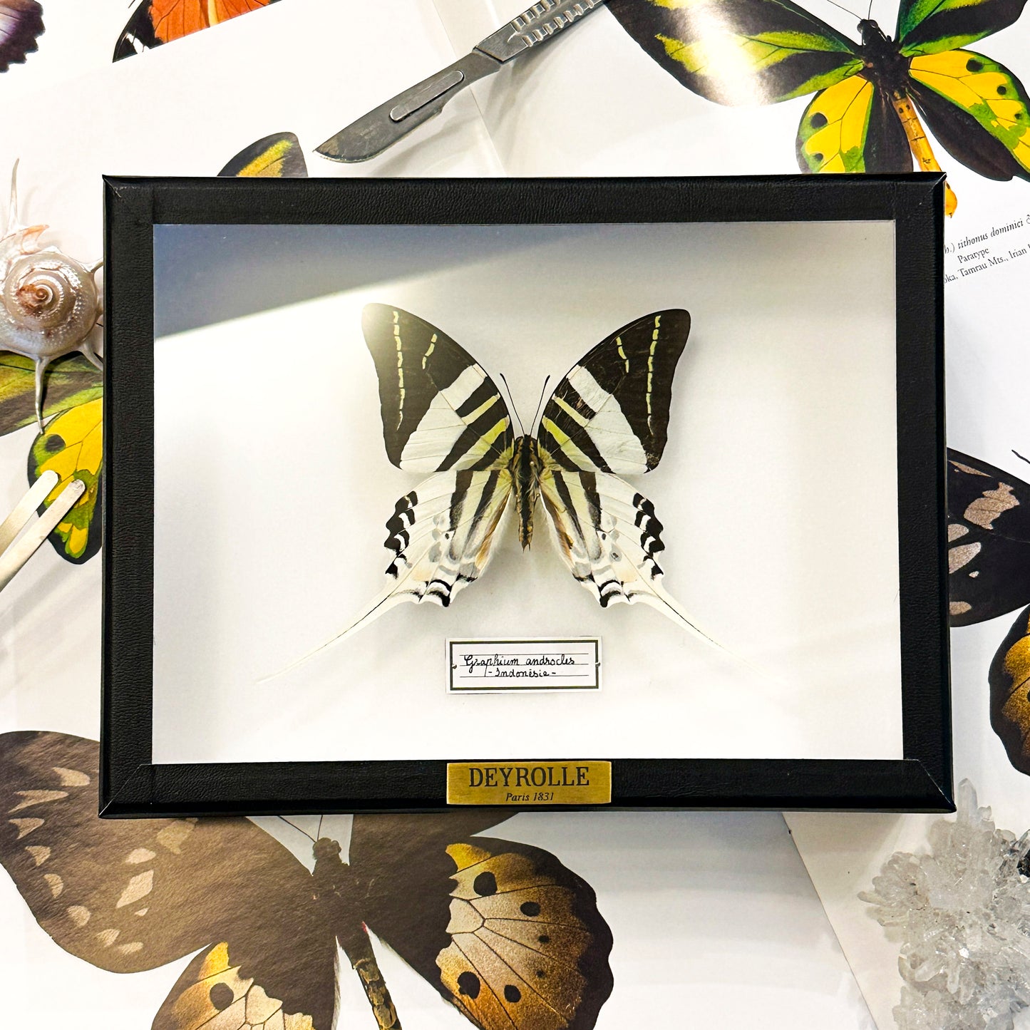 Graphium androcles