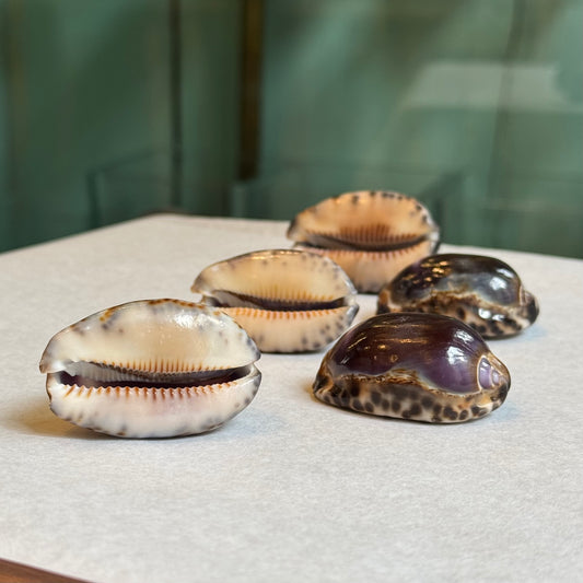 Cypreaea eglantina violet