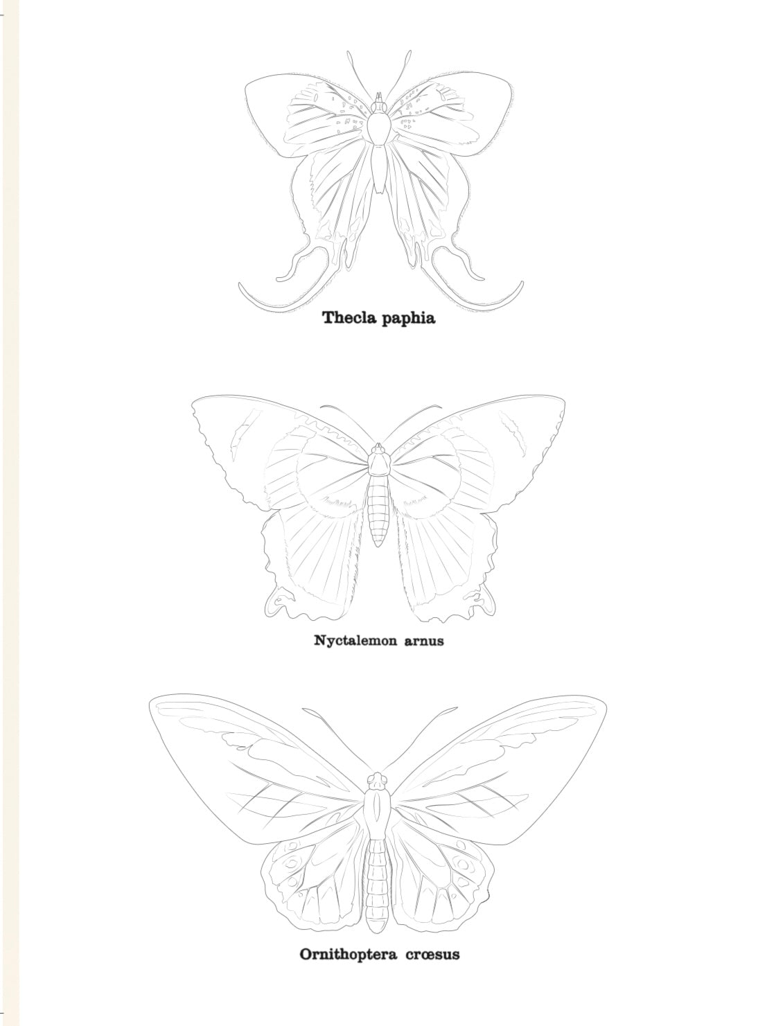 Livre de coloriage : "Les animaux Deyrolle"