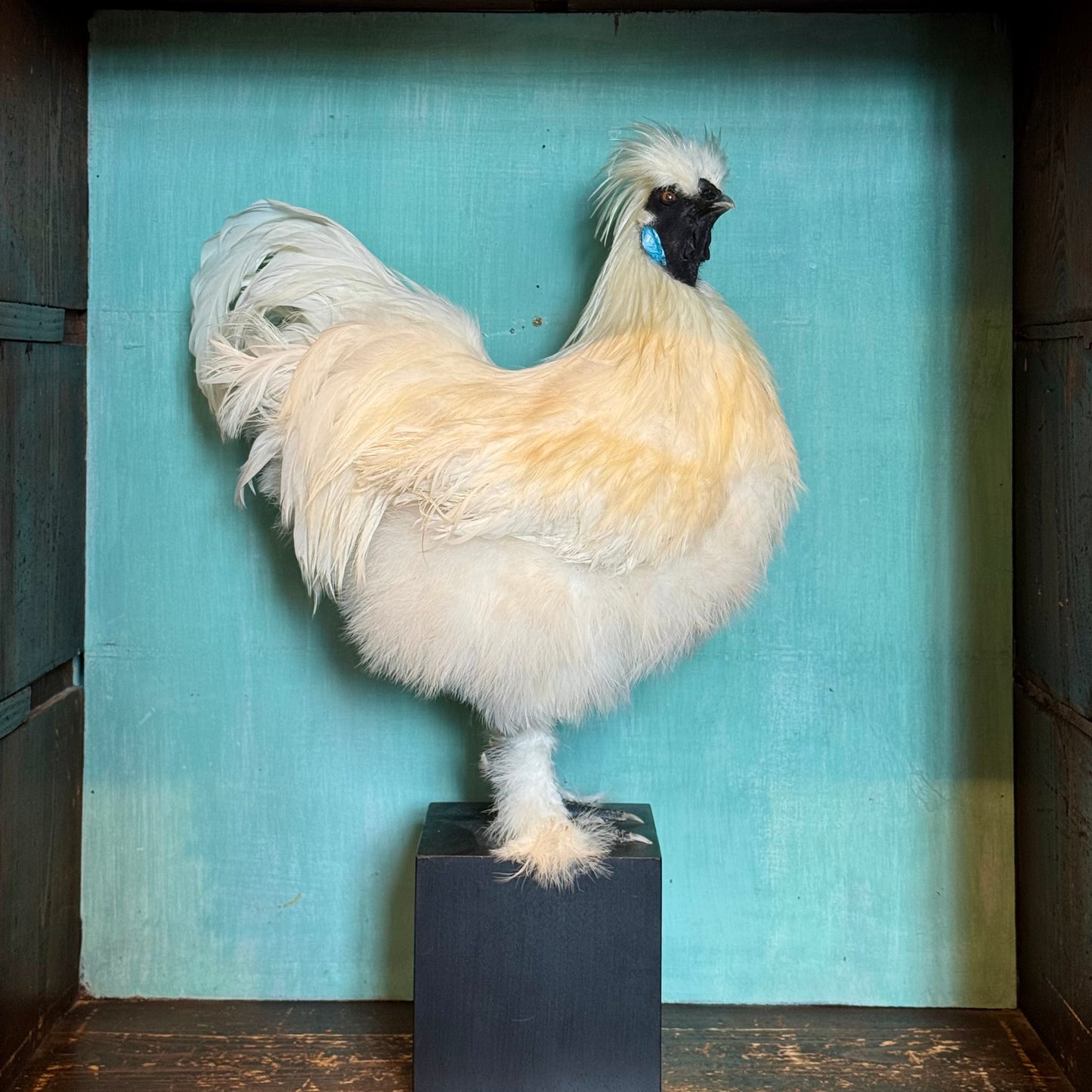 Coq Soie