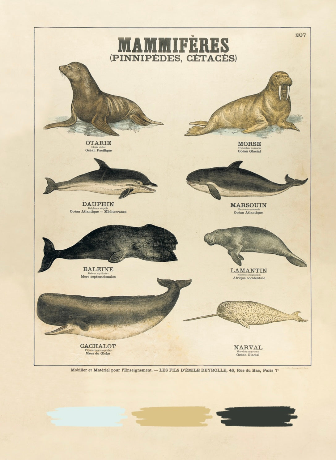 Livre de coloriage : "Les animaux Deyrolle"