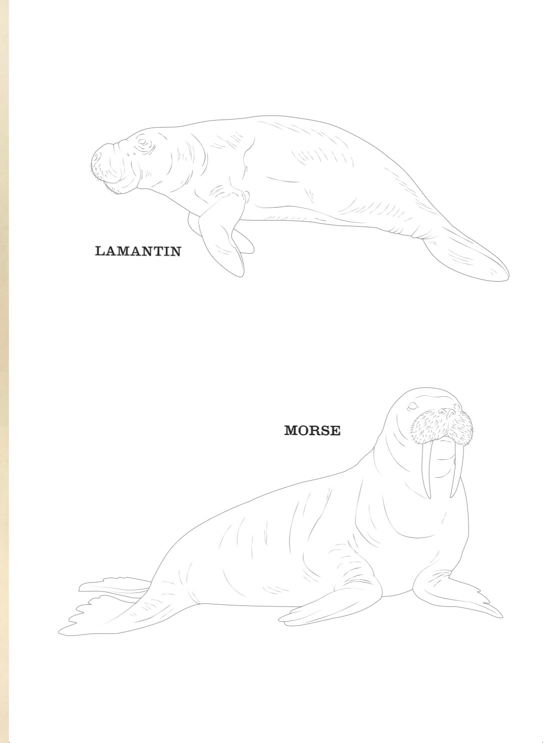 Livre de coloriage : "Les animaux Deyrolle"