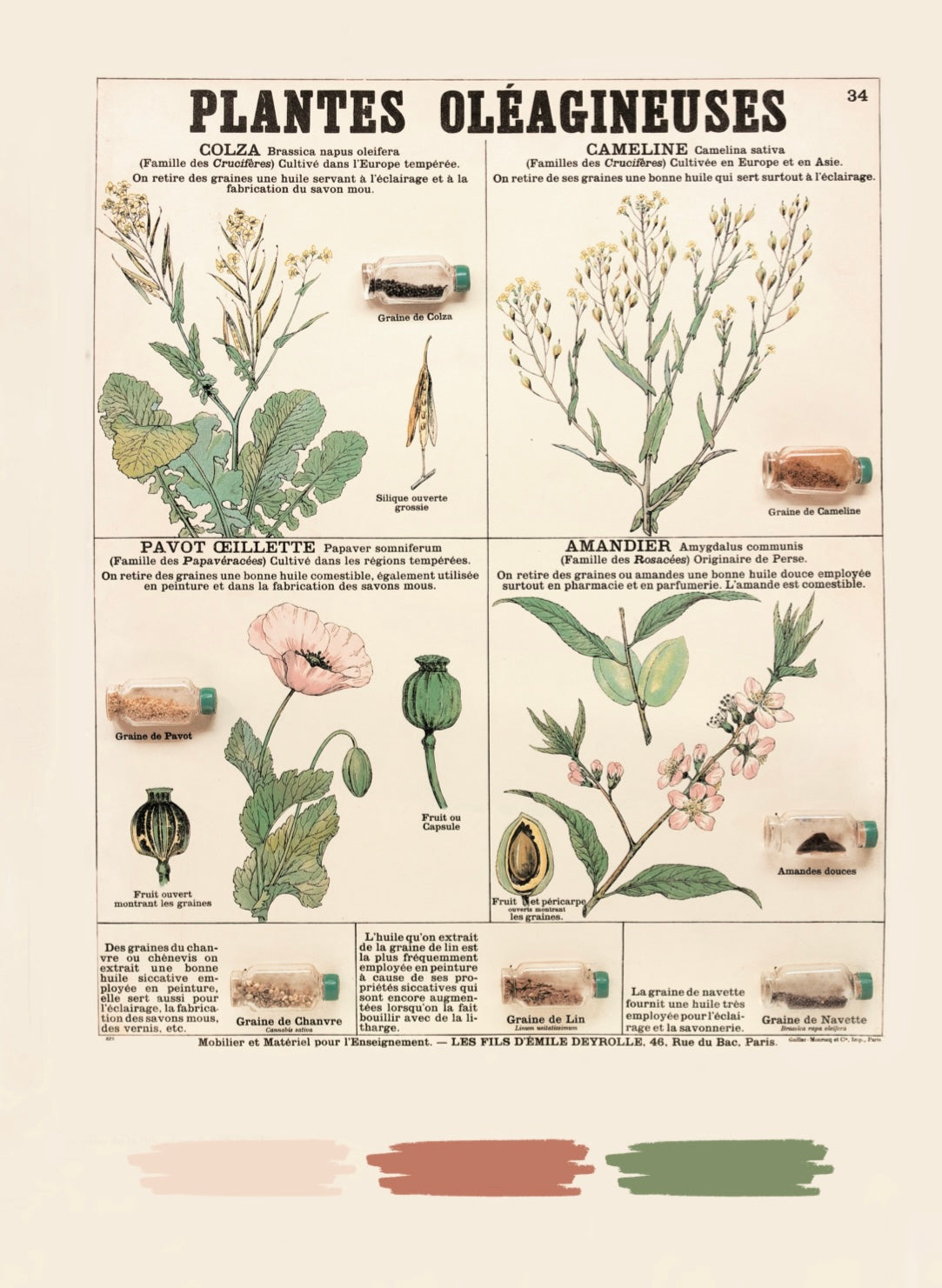 Livre de coloriage : "L'herbier Deyrolle"