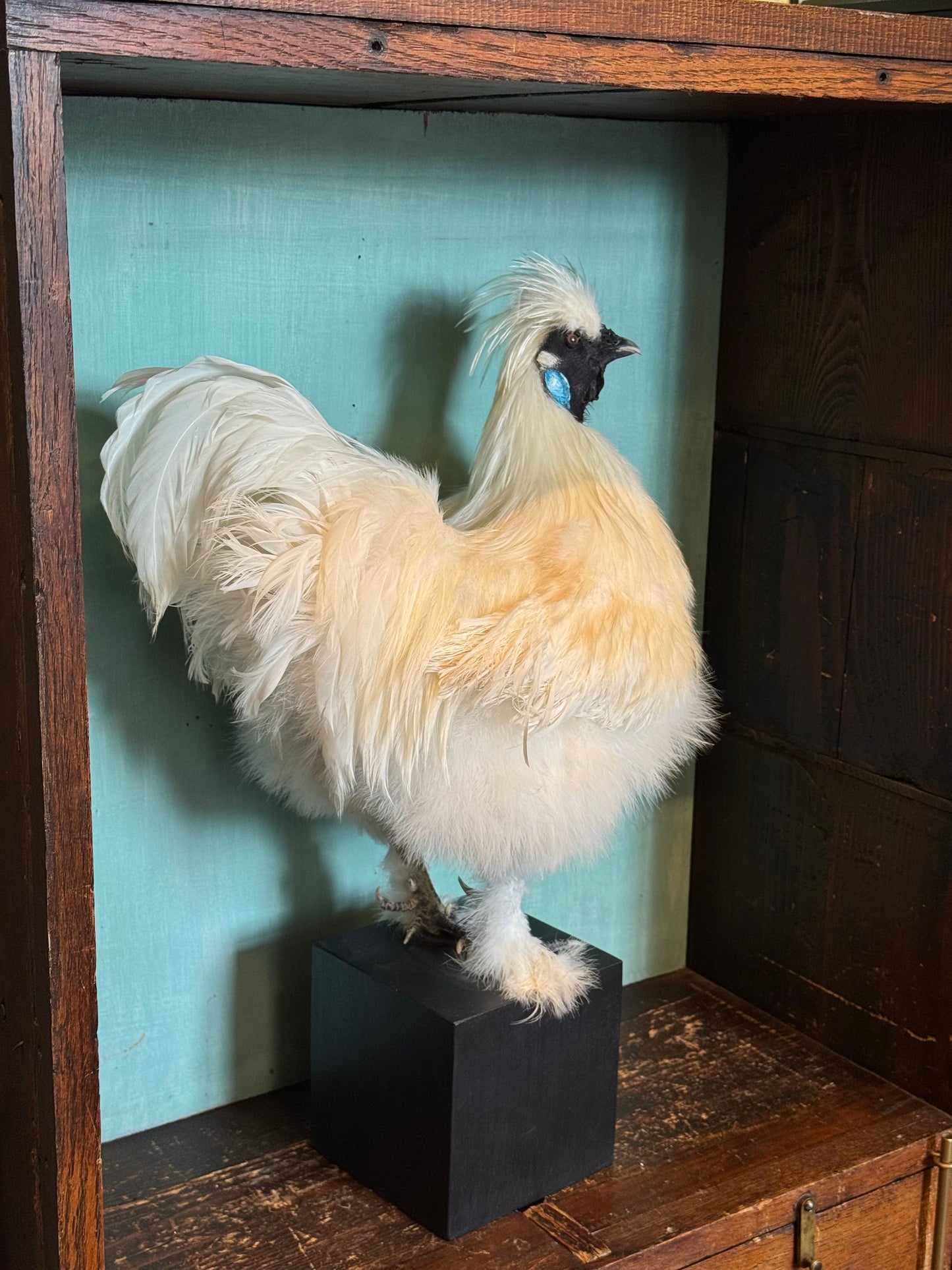 Coq Soie