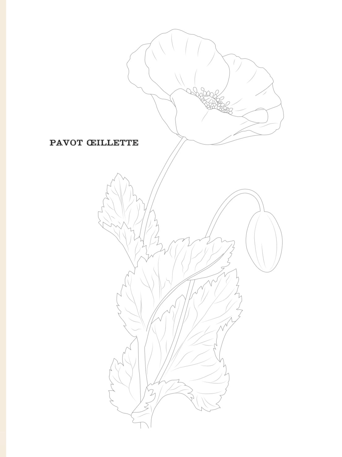 Livre de coloriage : "L'herbier Deyrolle"