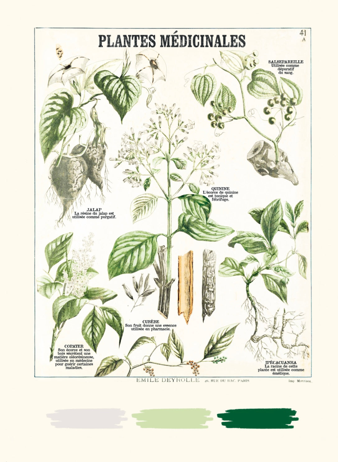 Livre de coloriage : "L'herbier Deyrolle"