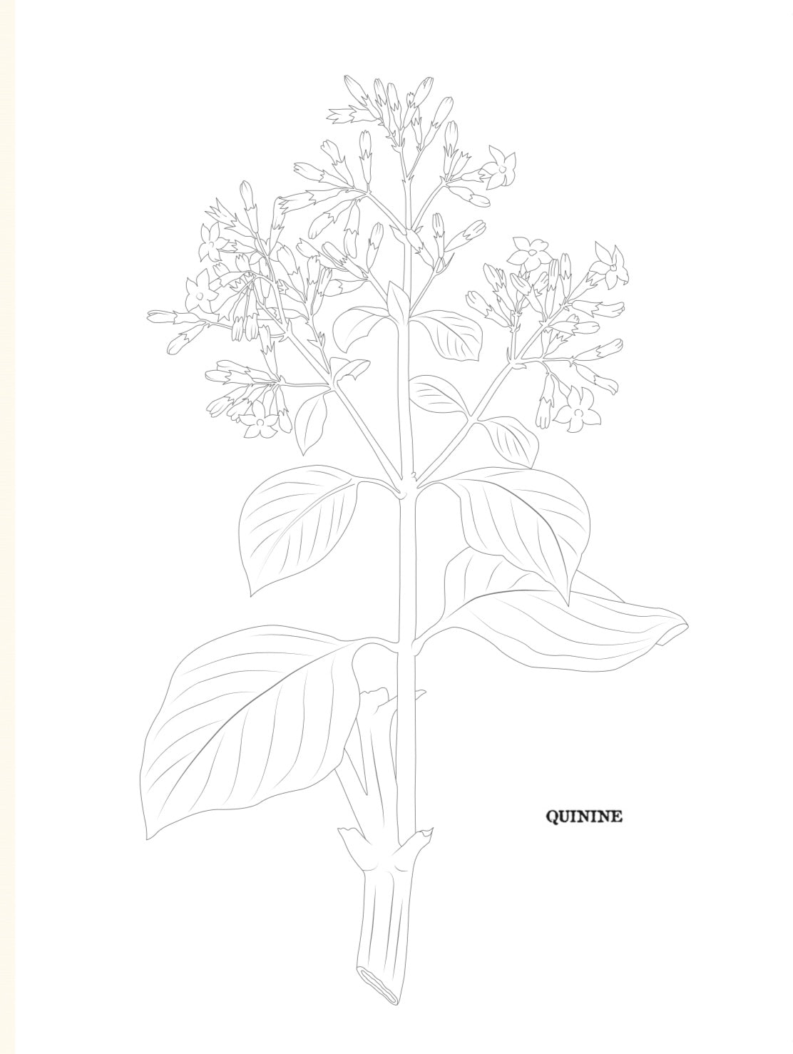 Livre de coloriage : "L'herbier Deyrolle"