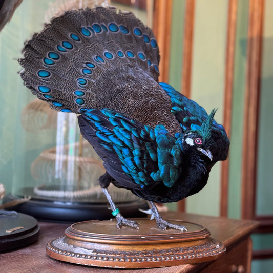 Éperonnier napoléon