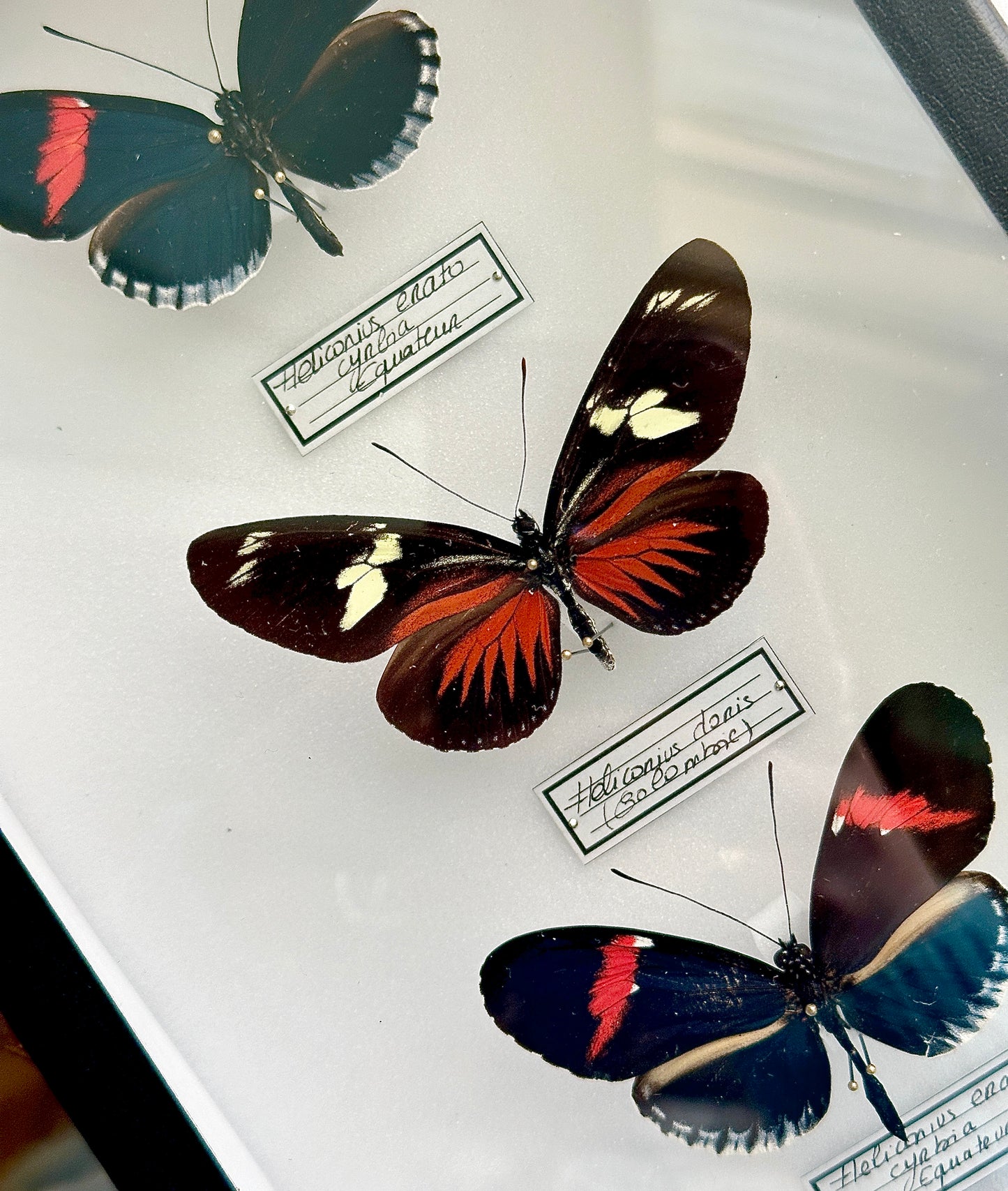 *Heliconius erato*, *Heliconius doris*