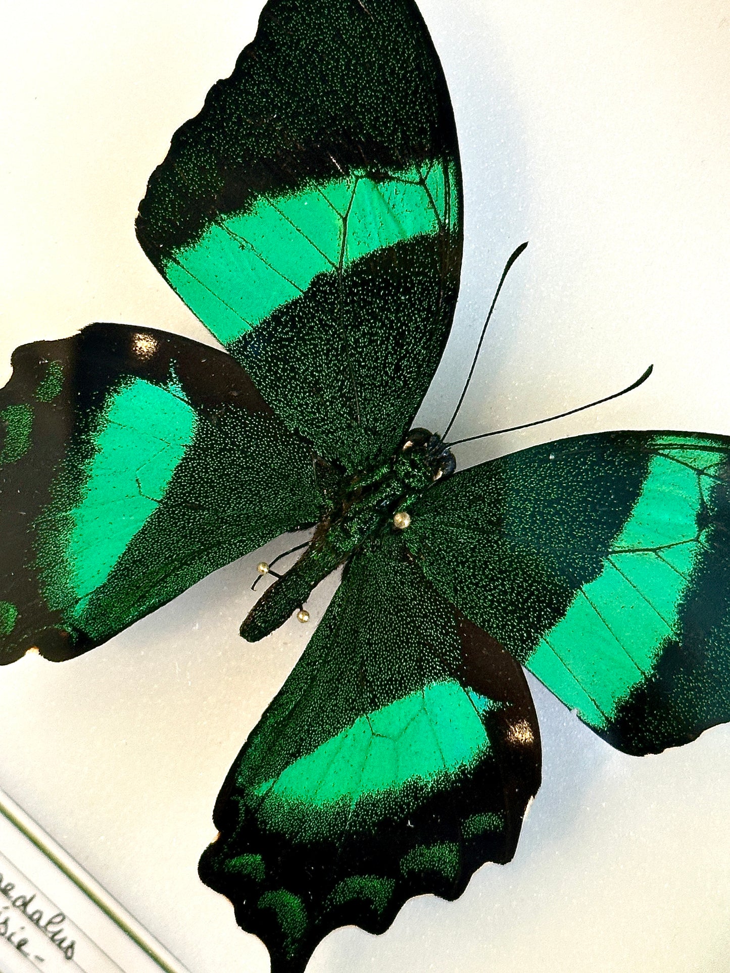 Papilio daedalus