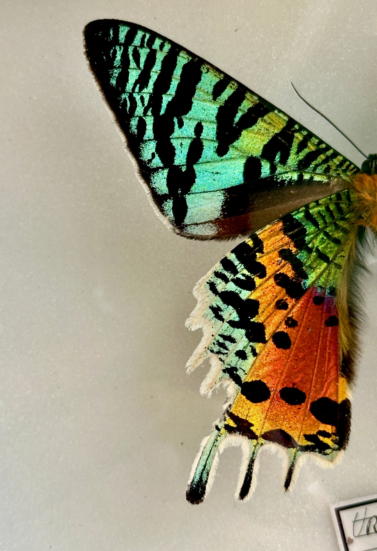 Urania ripheus