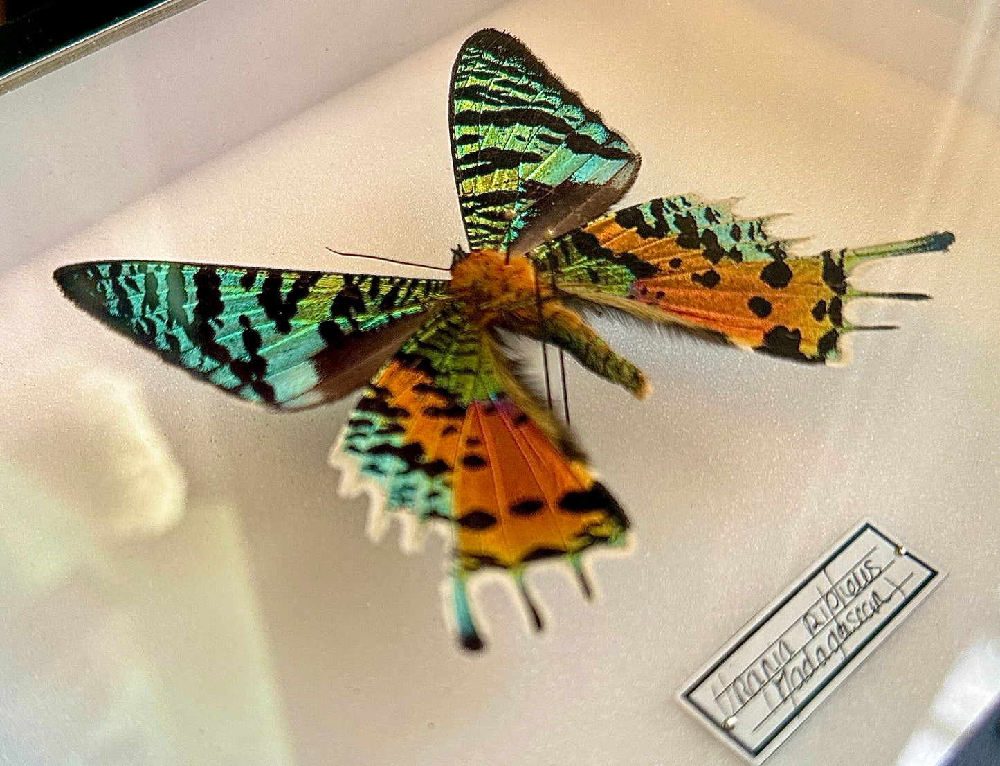 Urania ripheus