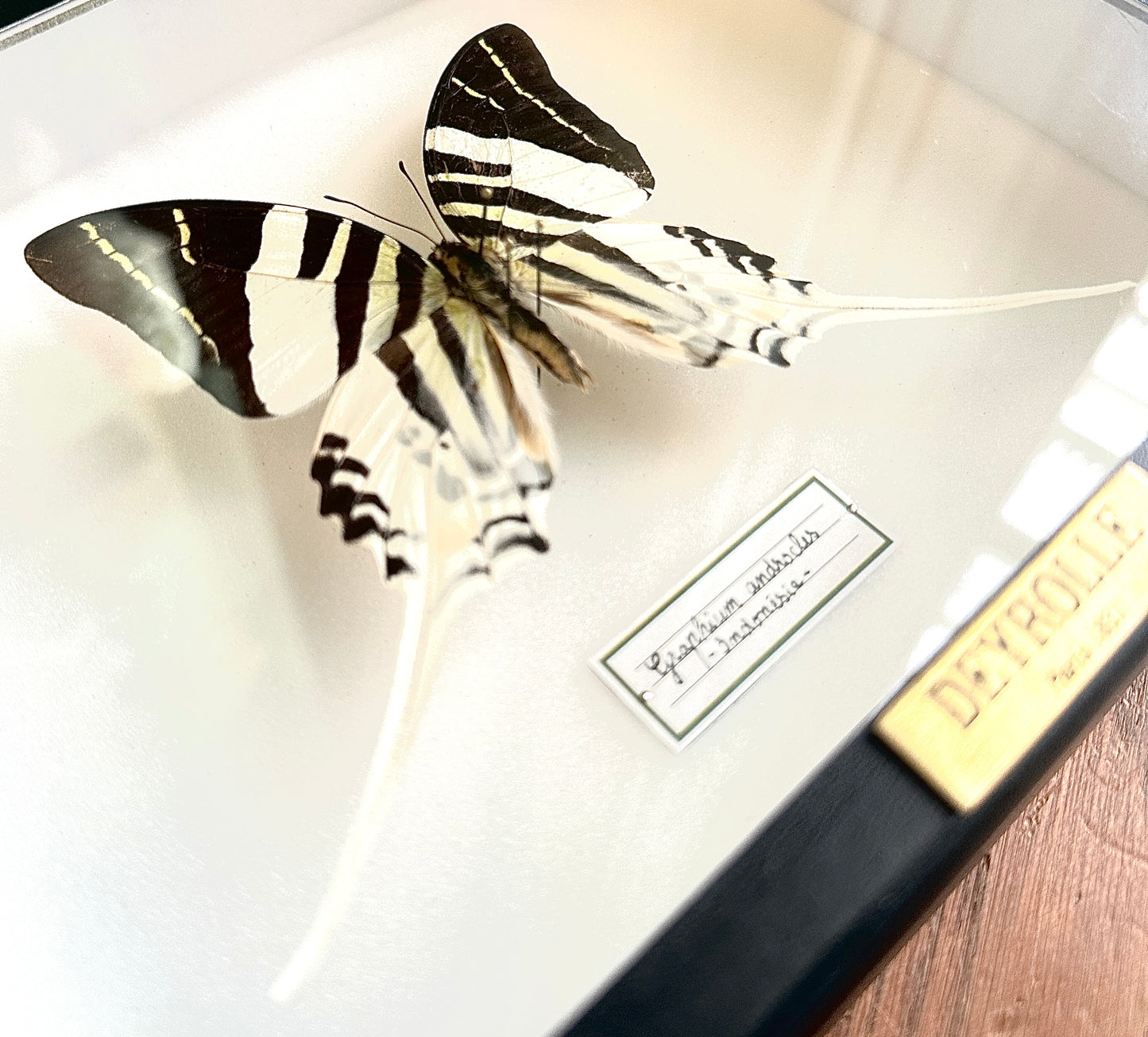 Graphium androcles