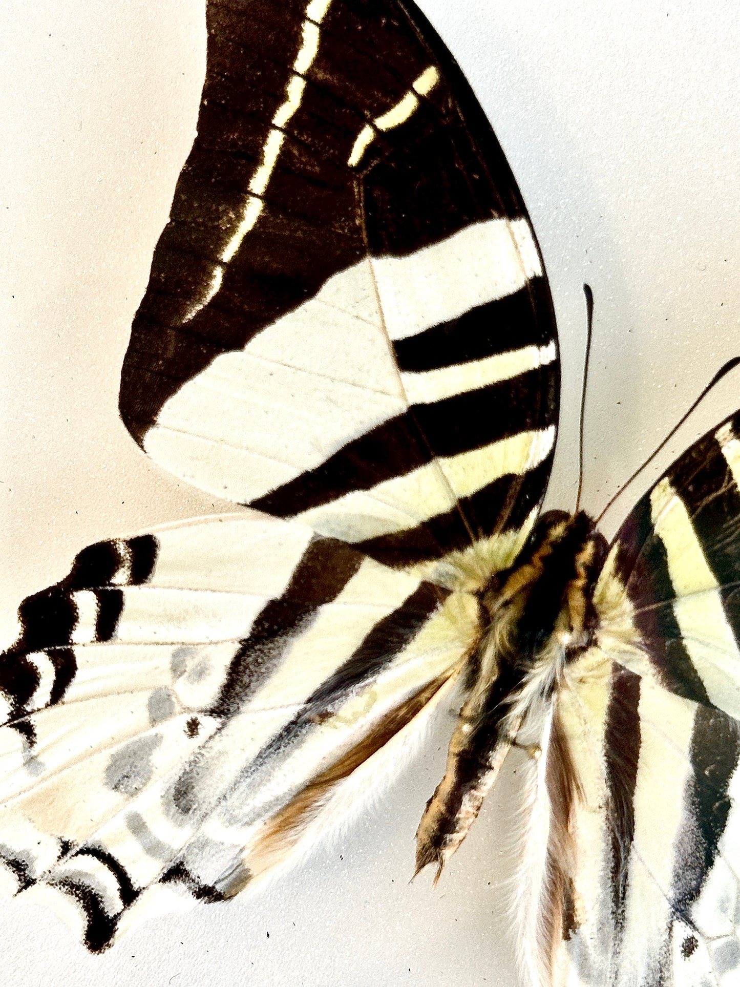 Graphium androcles