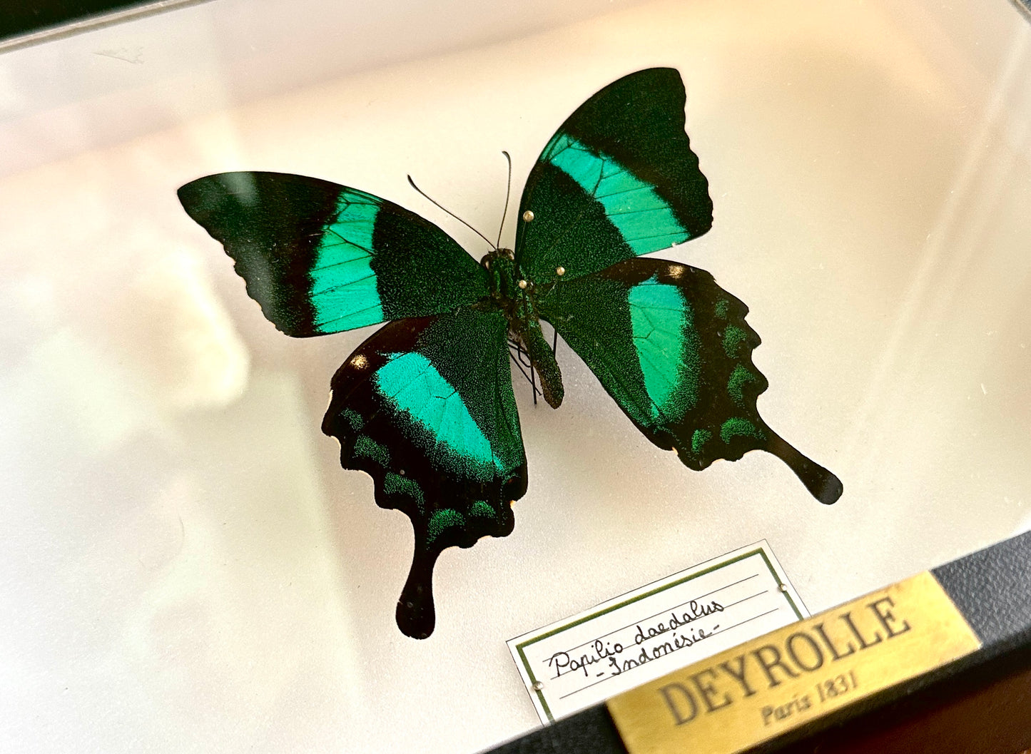 Papilio daedalus