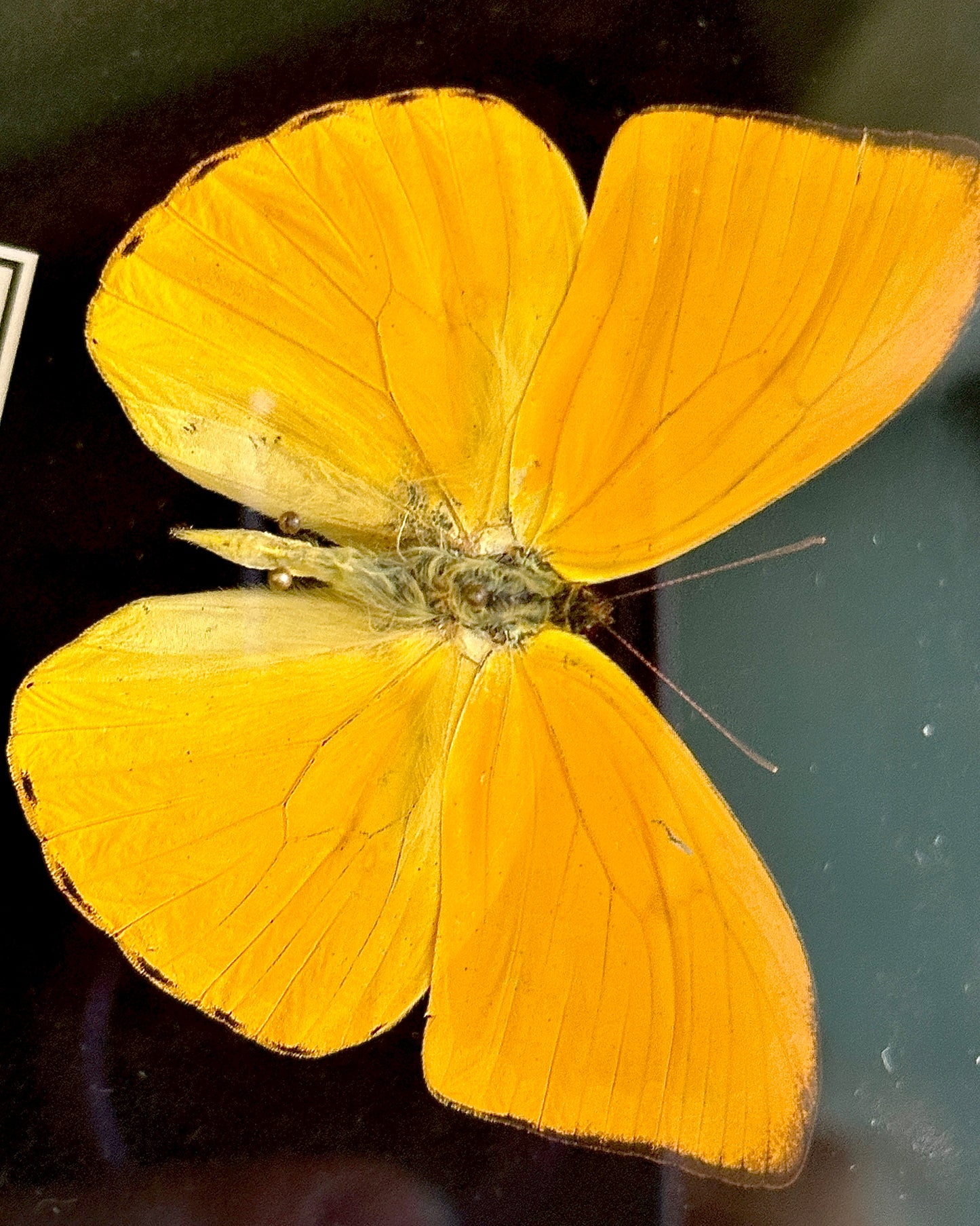 Phoebis argante et Anteos menippe