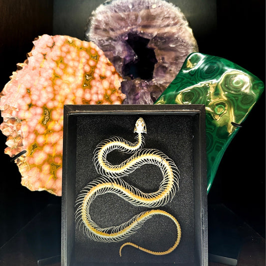 Squelette de serpent