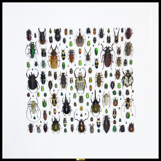La diversité des coléoptères