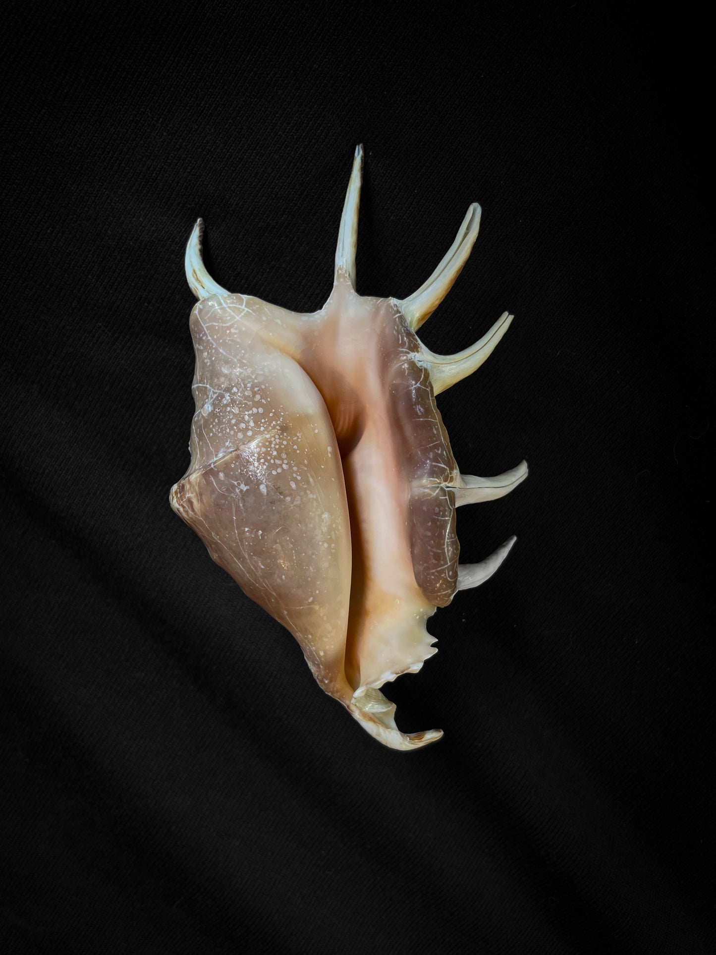 Lambis shell
