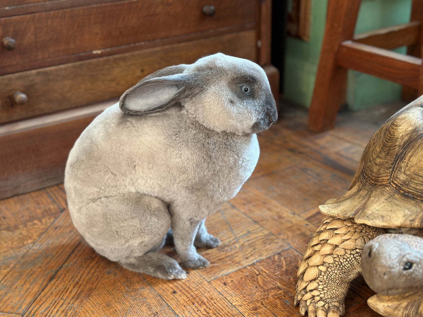 Lapin rex gris clair