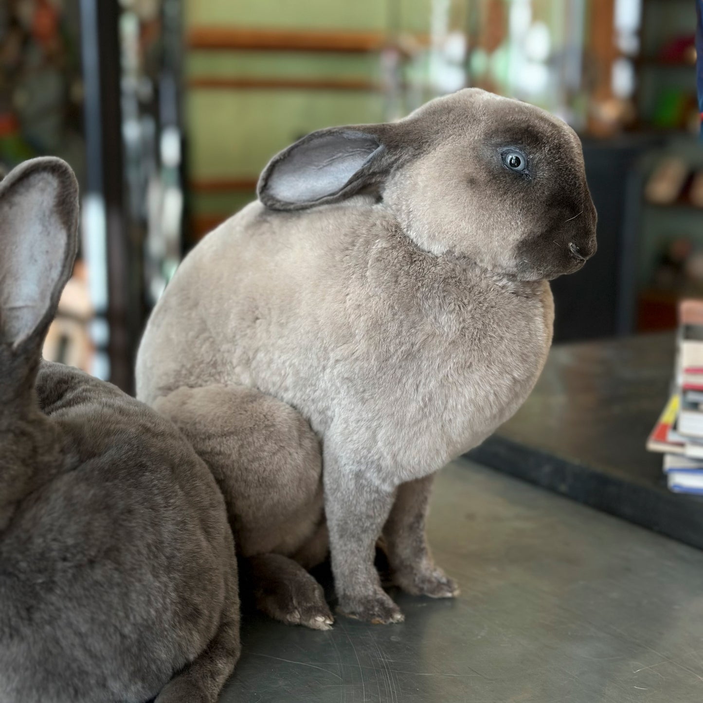 Lapin rex gris clair