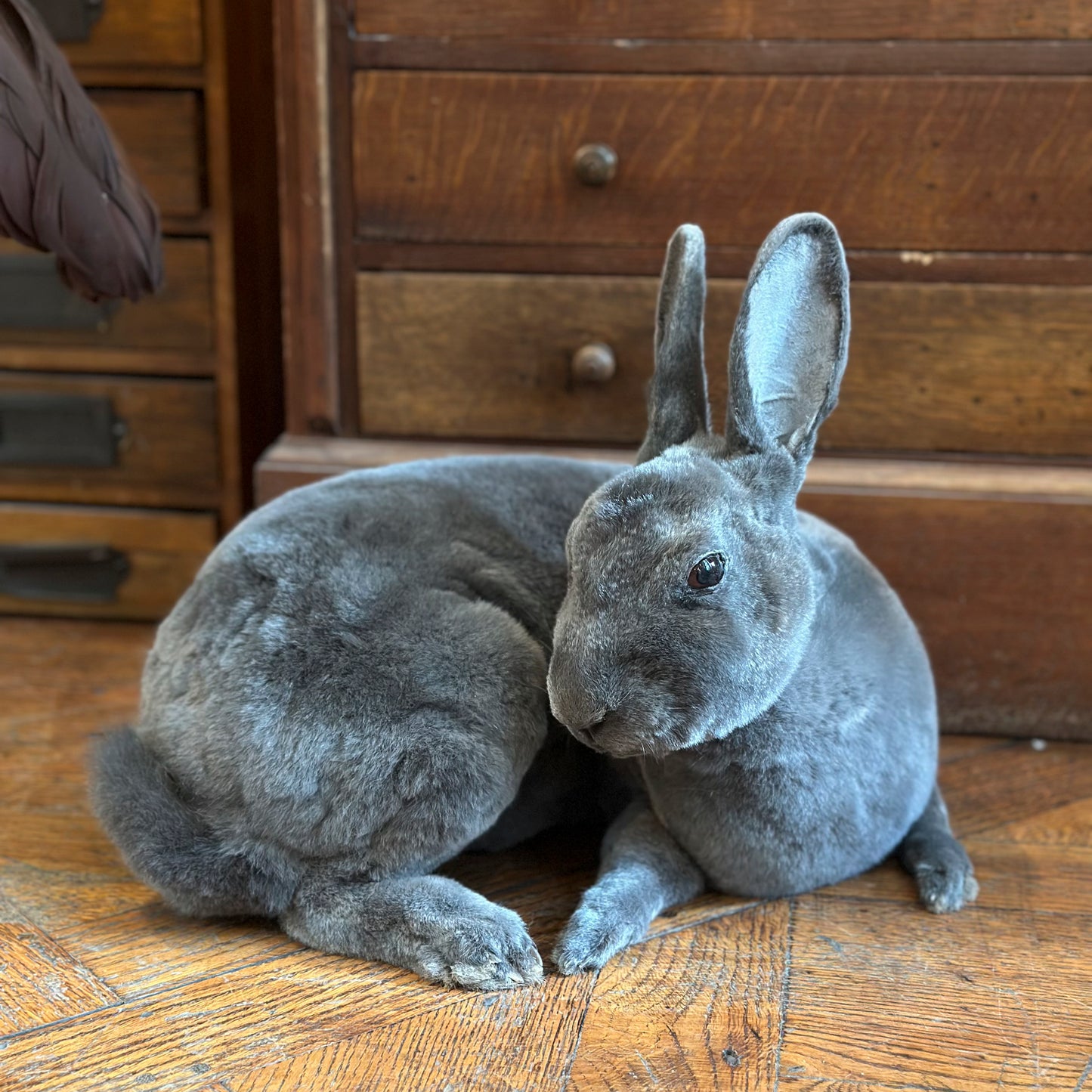 Dark grey rex rabbit