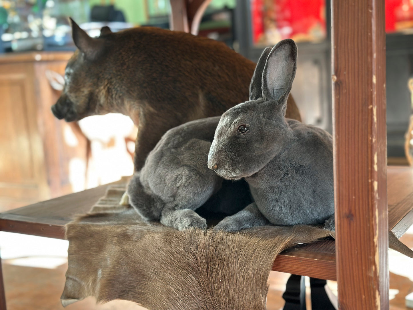 Dark grey rex rabbit
