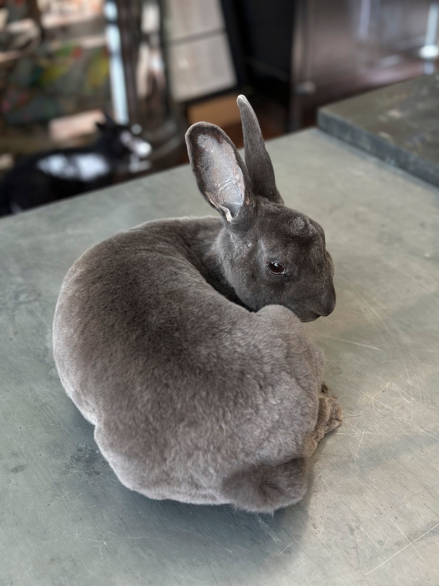 Dark grey rex rabbit