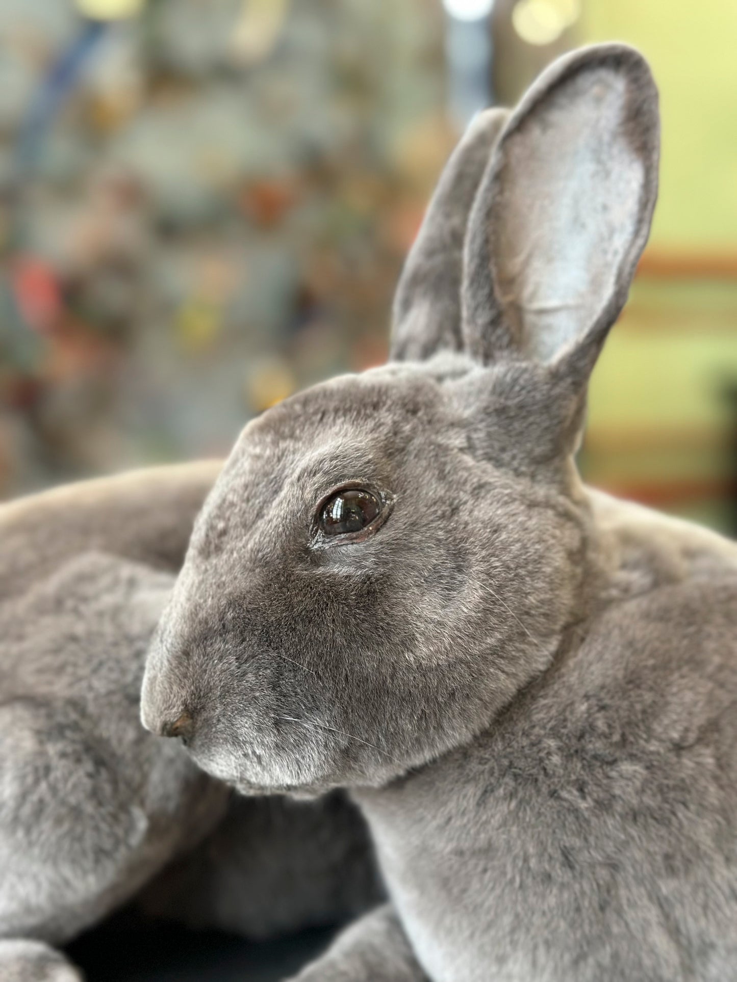 Dark grey rex rabbit