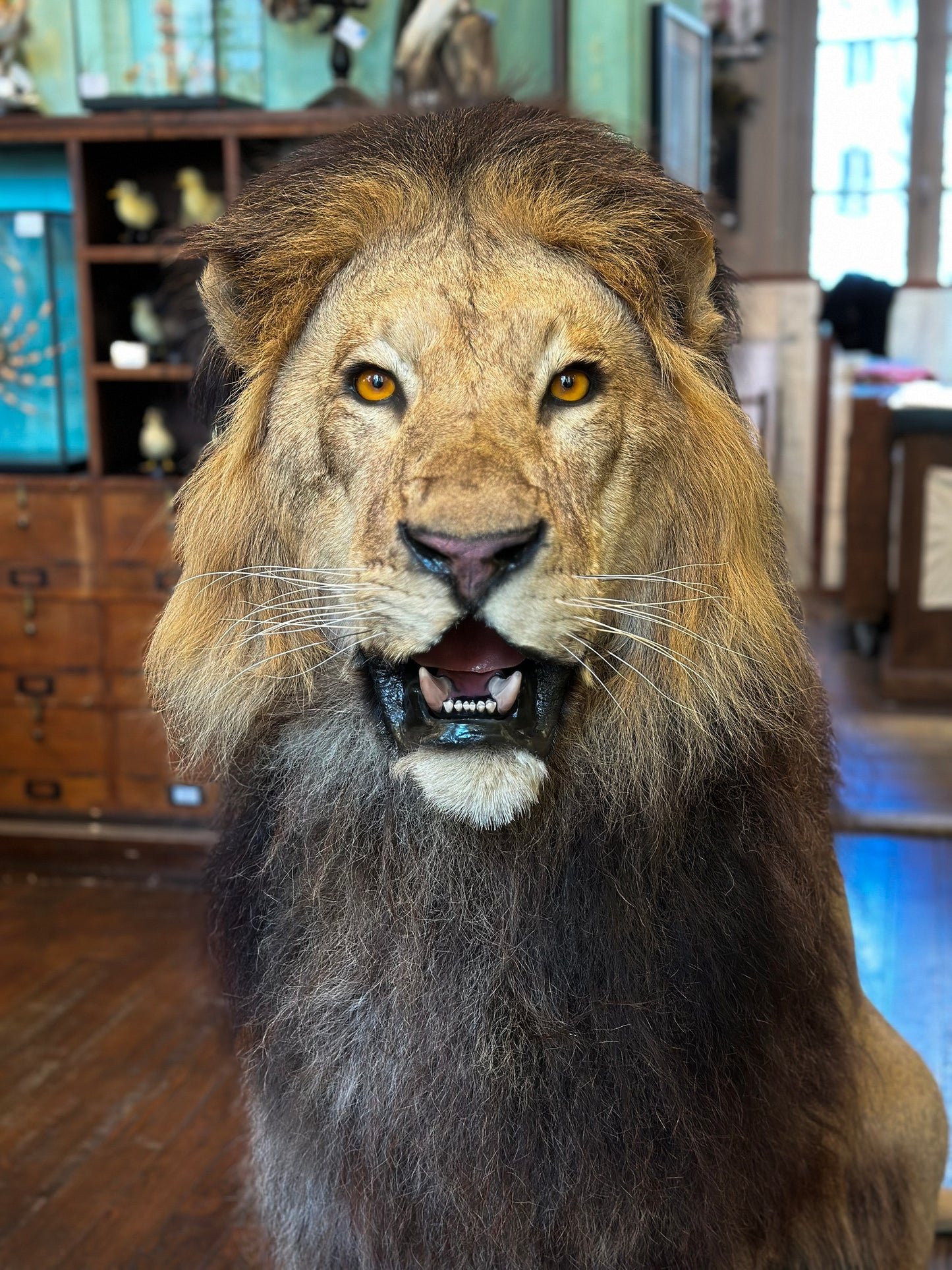 Lion mâle d'Afrique assis