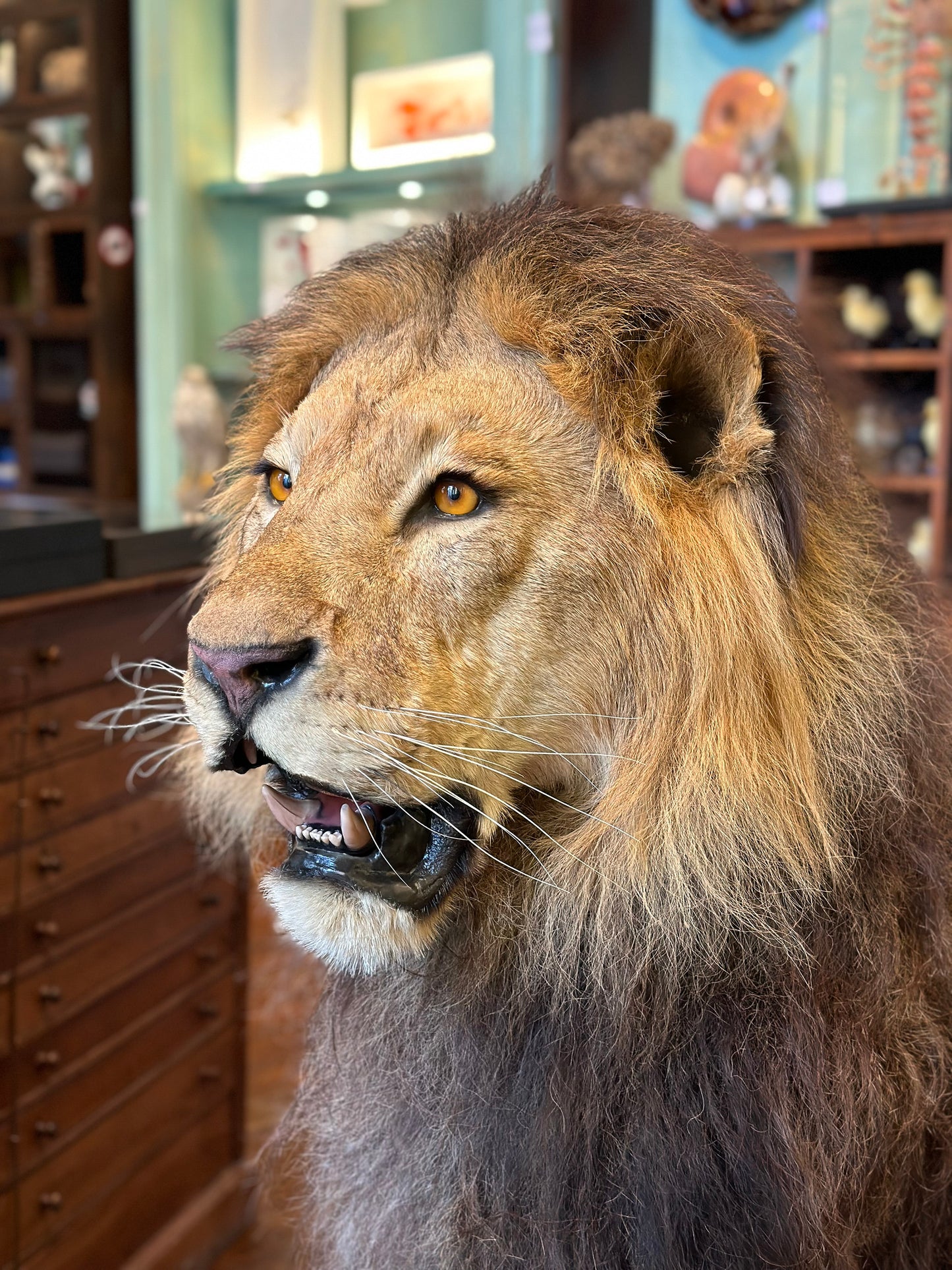 Lion mâle d'Afrique assis