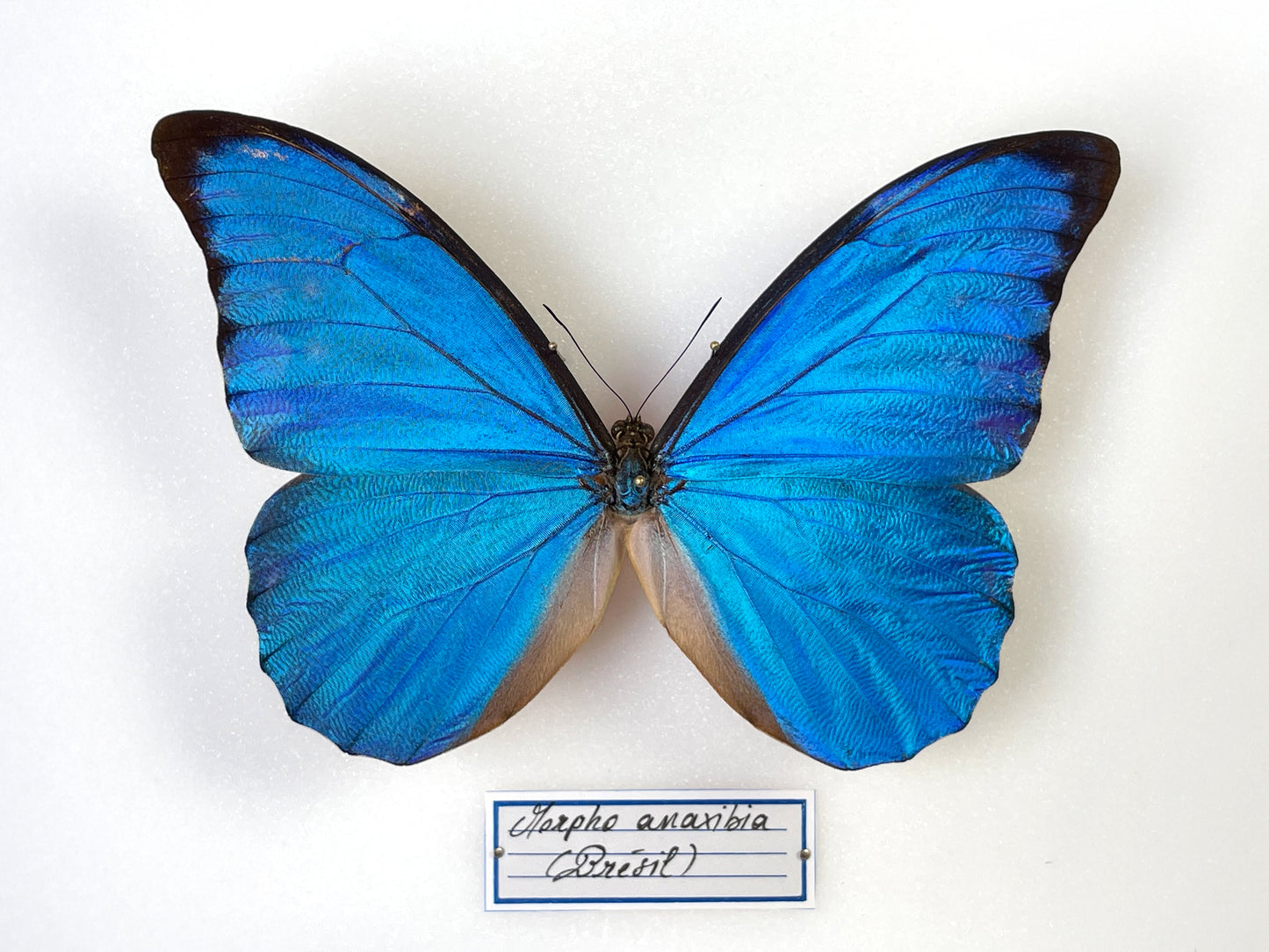 Morpho anaxibia