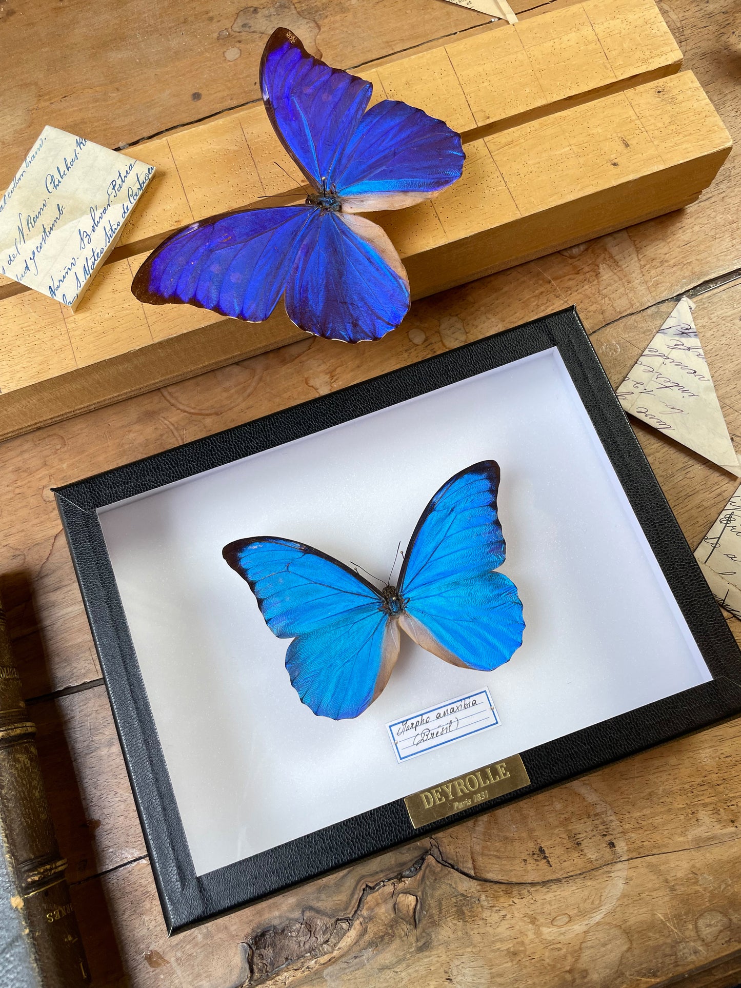 Morpho anaxibia