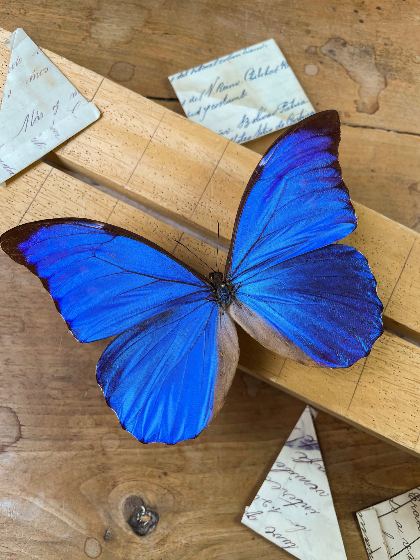 Morpho anaxibia