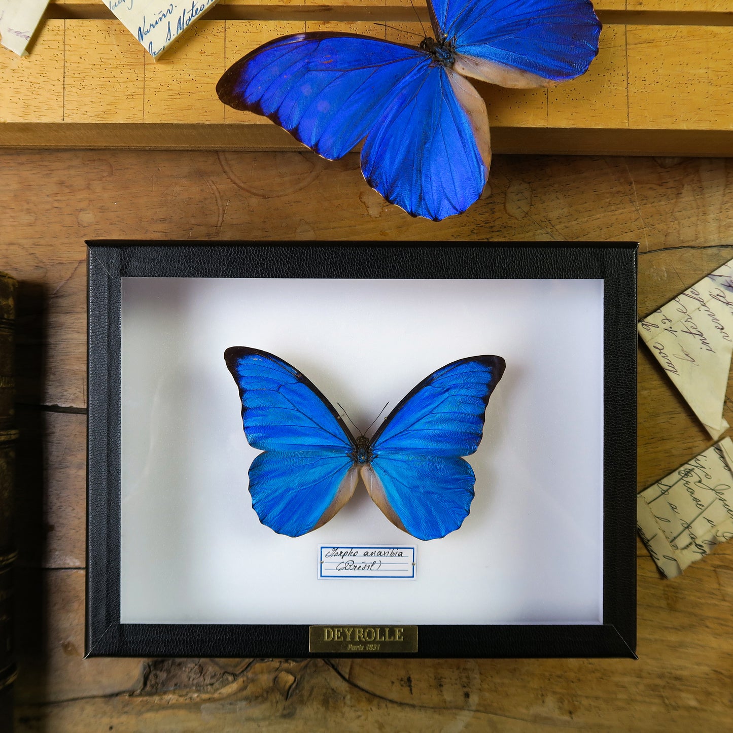 Morpho anaxibia