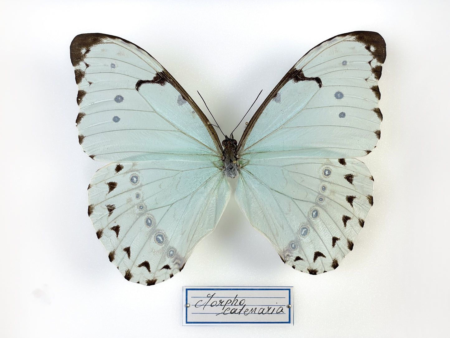 Morpho catenaria