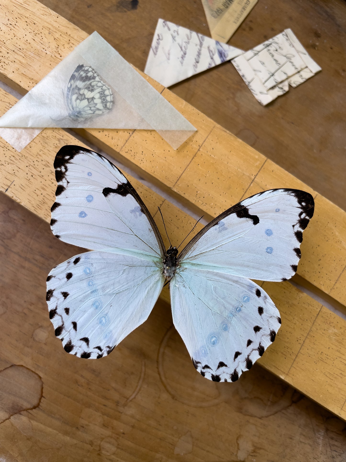 Morpho catenaria