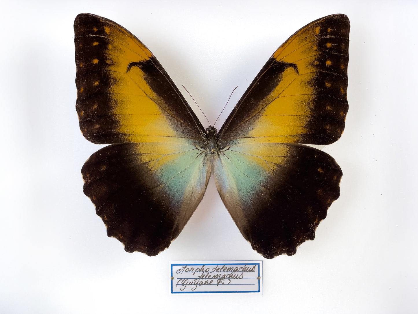 Morpho telemachus telemachus