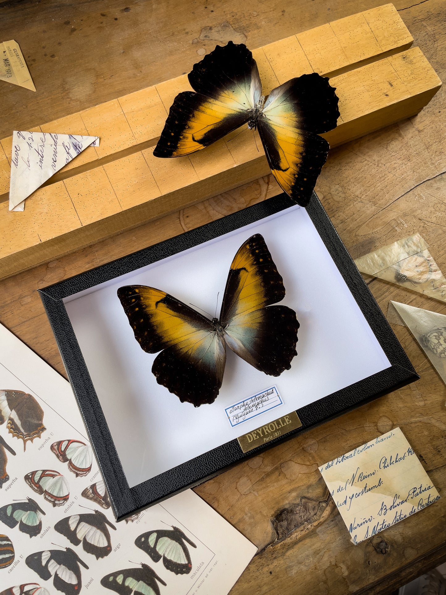 Morpho telemachus telemachus