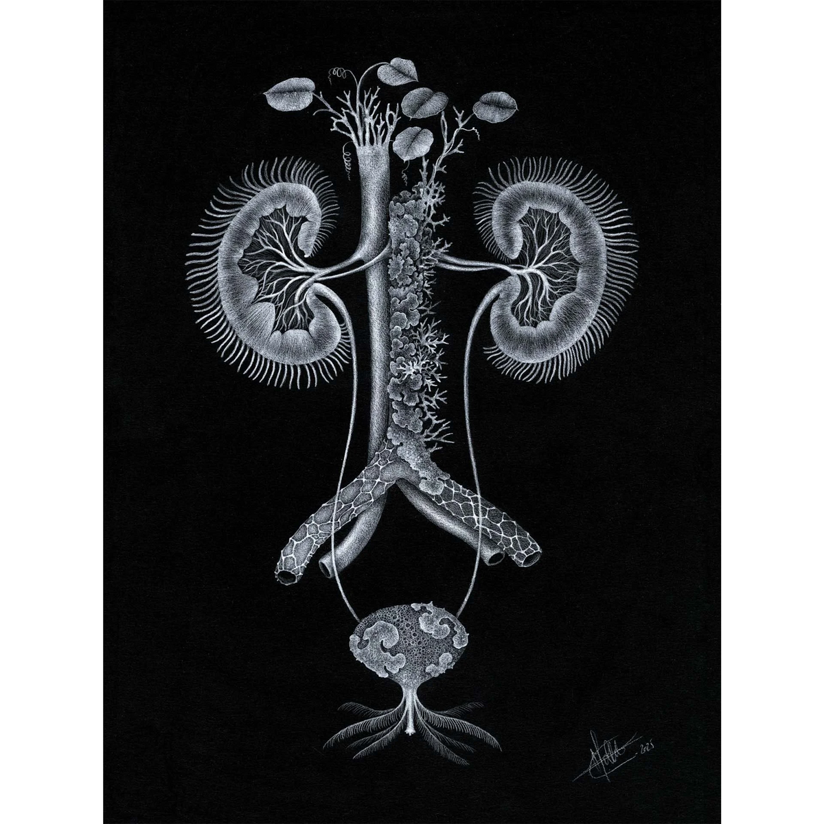 Nephrophyllum