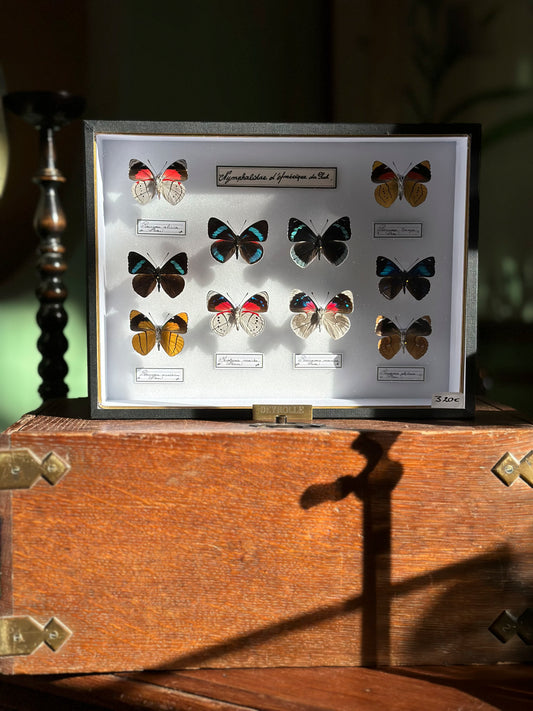 Composition de Nymphalidae d'Amérique du sud