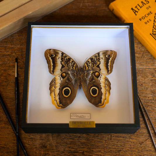 Caligo atreus
