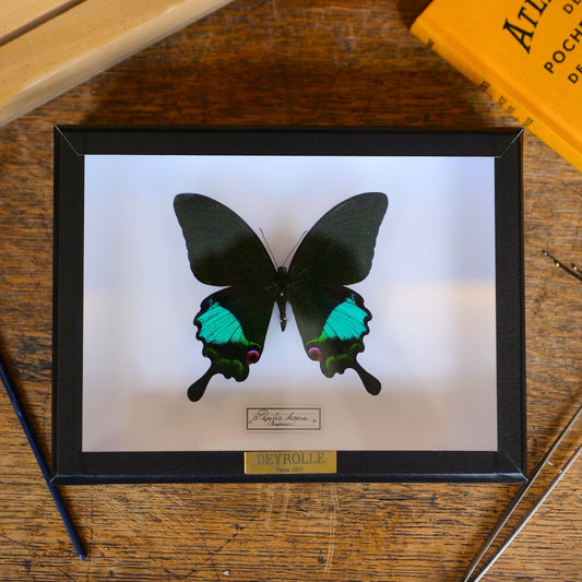 Papilio karna